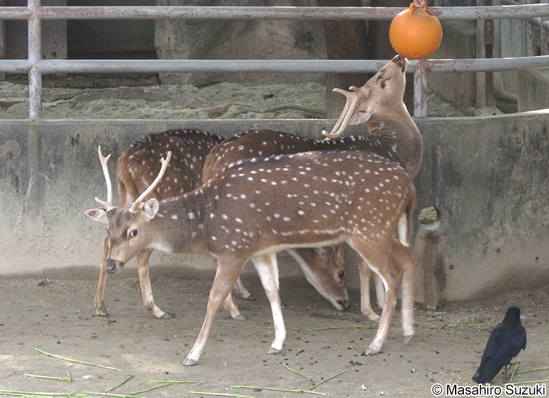 アクシスジカ Axis axis