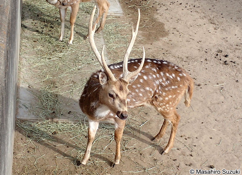 アクシスジカ Axis axis