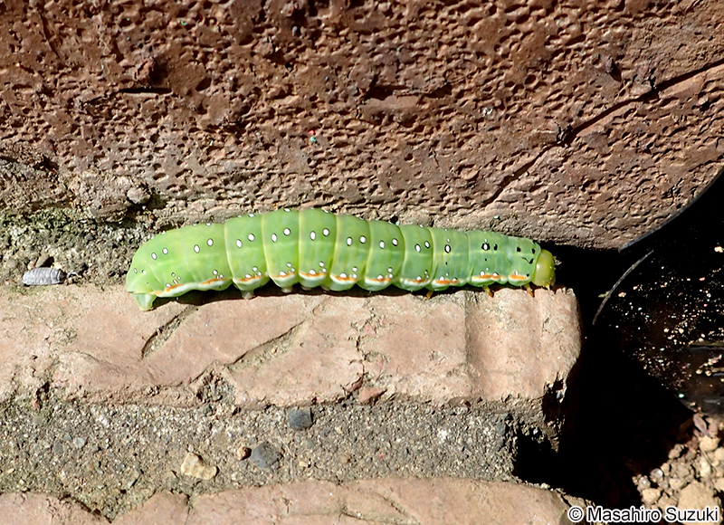 アヤモクメキリガ Xylena fumosa