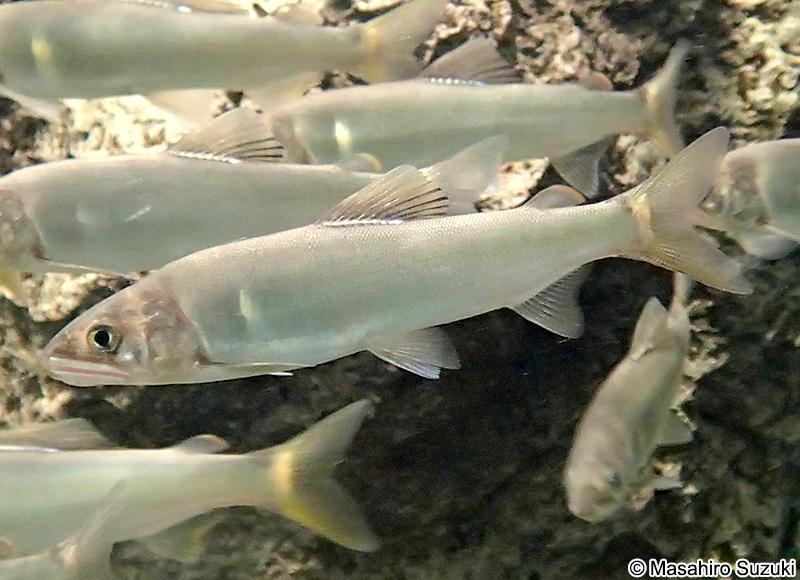 アユ Plecoglossus altivelis