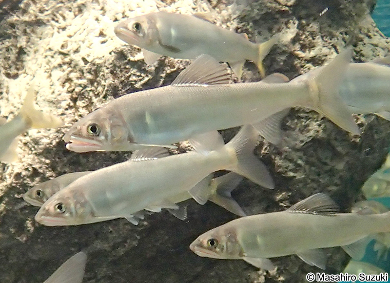 アユ Plecoglossus altivelis