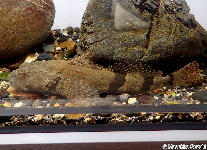 アユカケ Cottus kazika