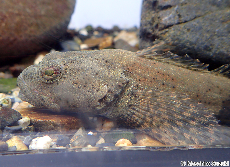 アユカケ Cottus kazika