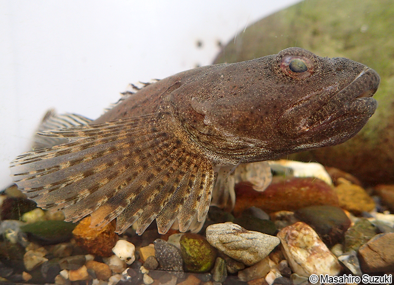 アユカケ Cottus kazika