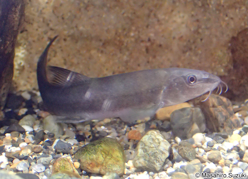 アユモドキ Parabotia curtus