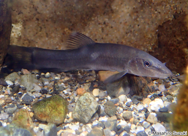 アユモドキ Parabotia curtus