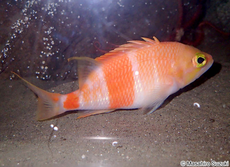 アズマハナダイ Zalanthias kelloggi