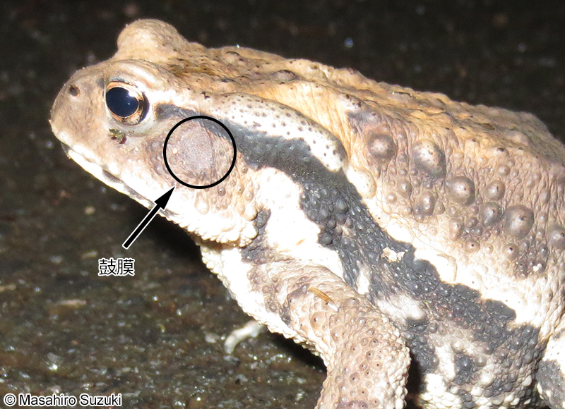 アズマヒキガエル Bufo japonicus formosus