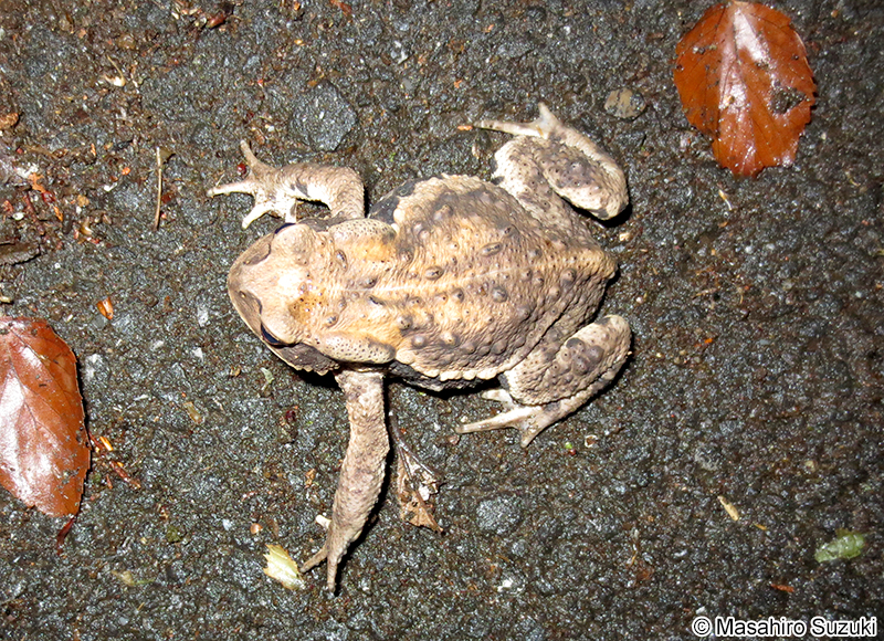 アズマヒキガエル Bufo japonicus formosus
