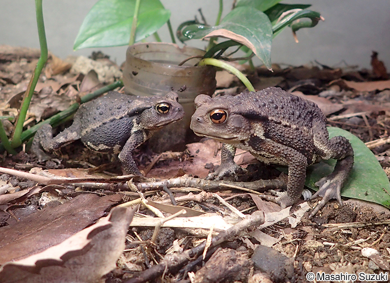 アズマヒキガエル Bufo japonicus formosus
