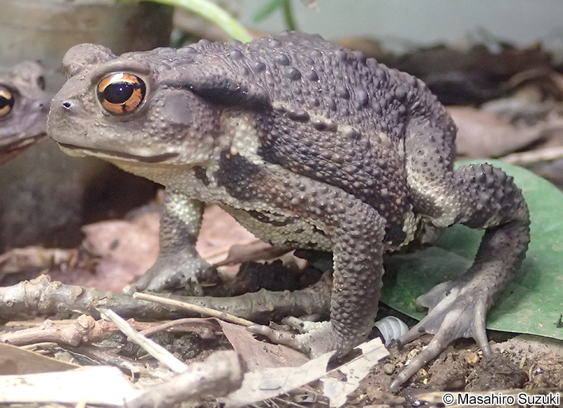 アズマヒキガエル Bufo japonicus formosus