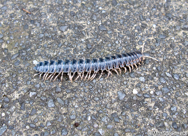 ババヤスデ Xystodesmidae