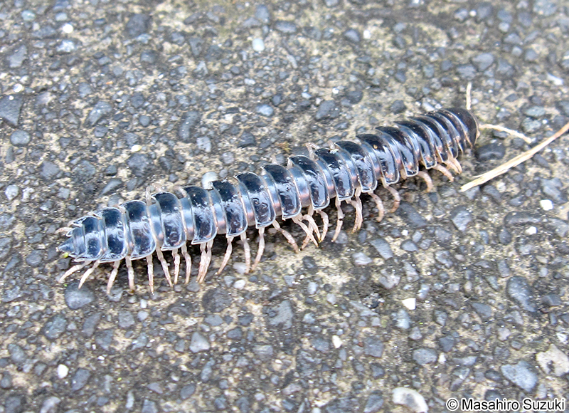 ババヤスデ Xystodesmidae