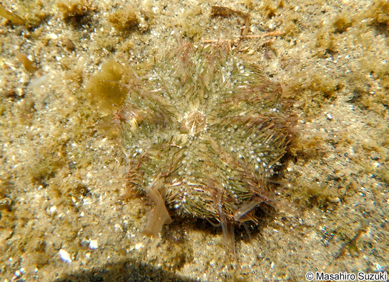 バフンウニ Hemicentrotus pulcherrimus