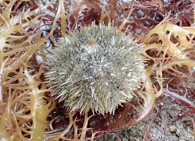 バフンウニ Hemicentrotus pulcherrimus