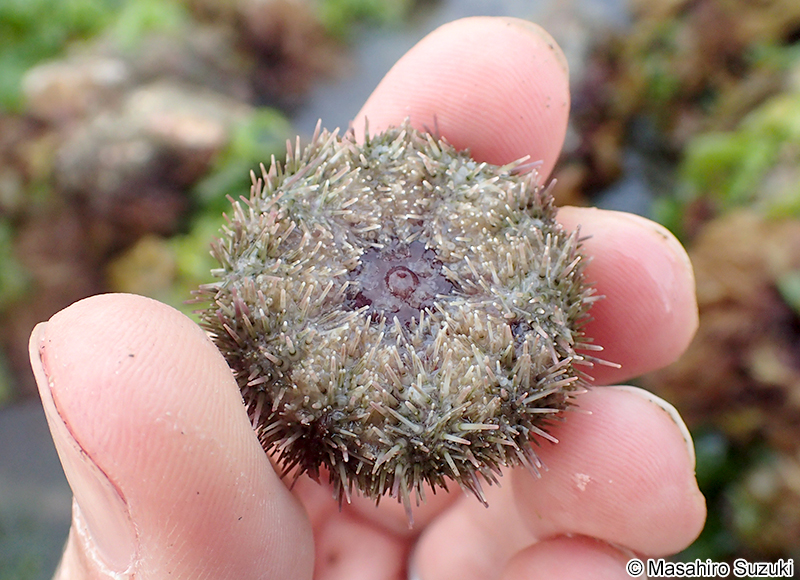 バフンウニ Hemicentrotus pulcherrimus