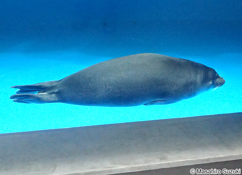 バイカルアザラシ Phoca sibirica