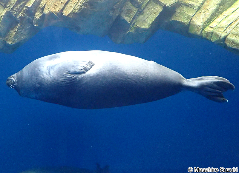 バイカルアザラシ Phoca sibirica