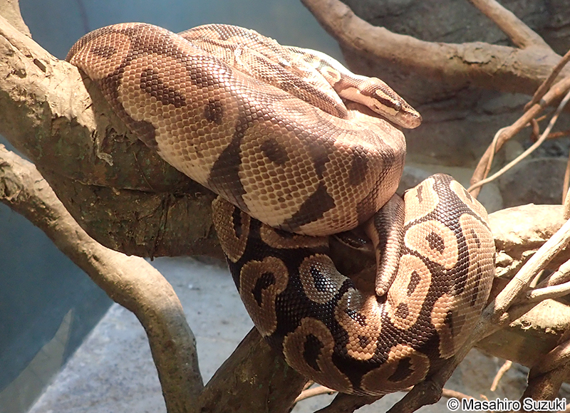 ボールニシキヘビ Python regius