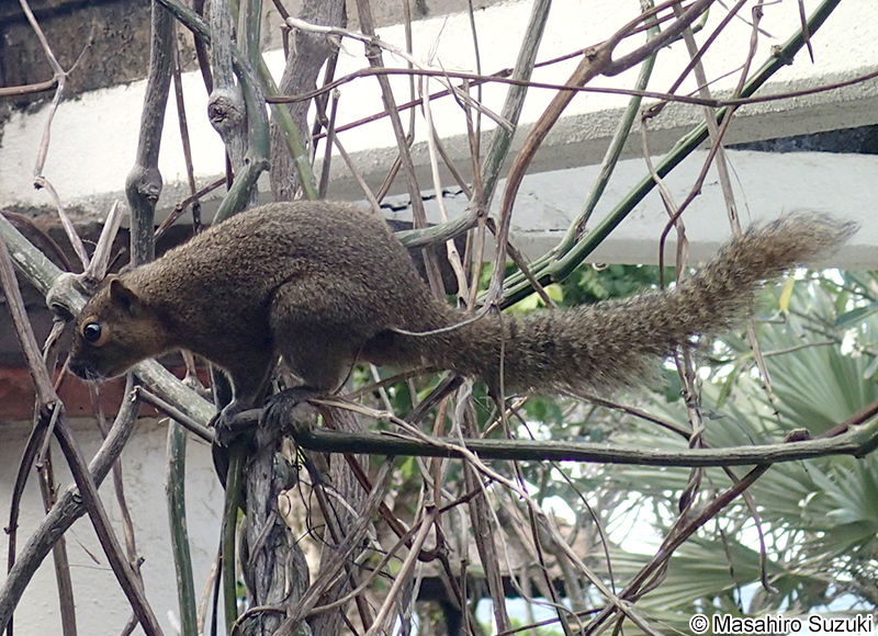 バナナリス Callosciurus notatus