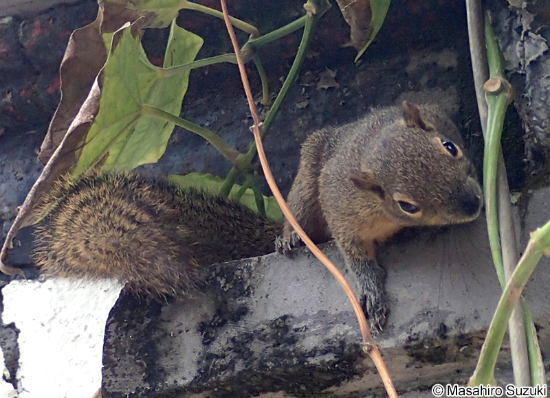 バナナリス Callosciurus notatus