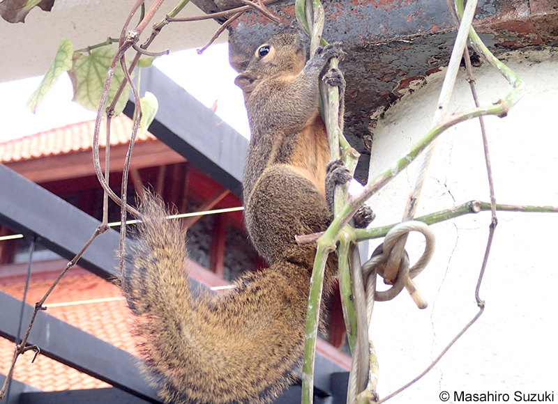 バナナリス Callosciurus notatus