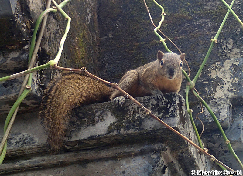 バナナリス Callosciurus notatus
