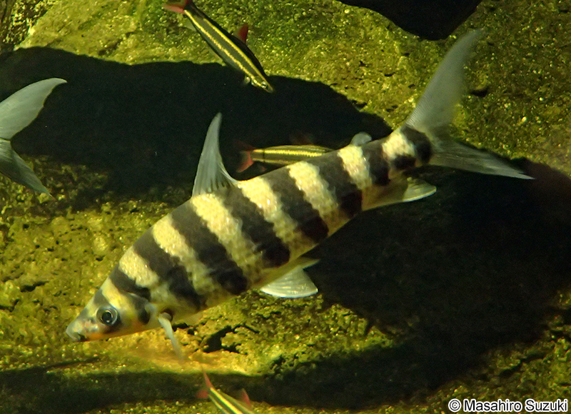 バンデッド・レポリヌス Leporinus fasciatus