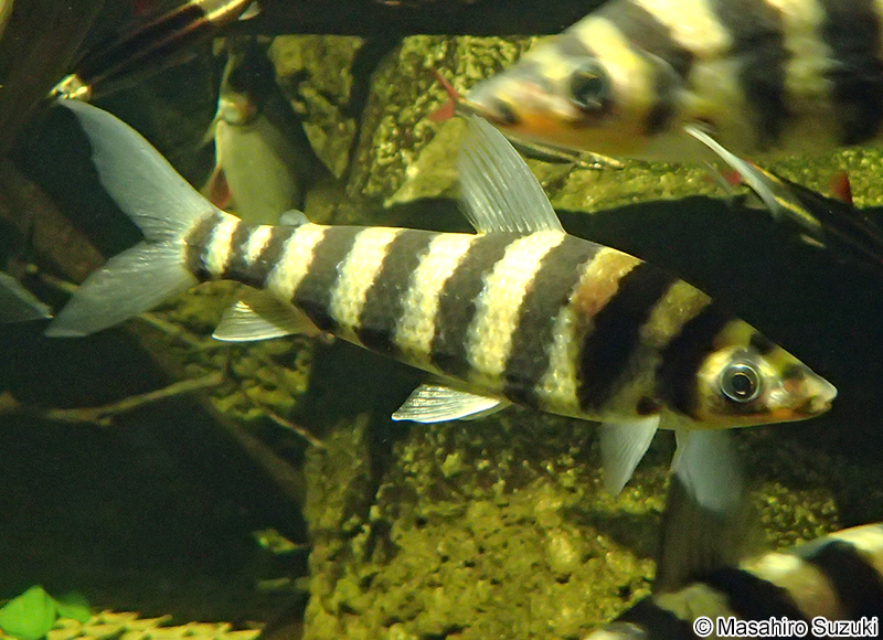 バンデッド・レポリヌス Leporinus fasciatus