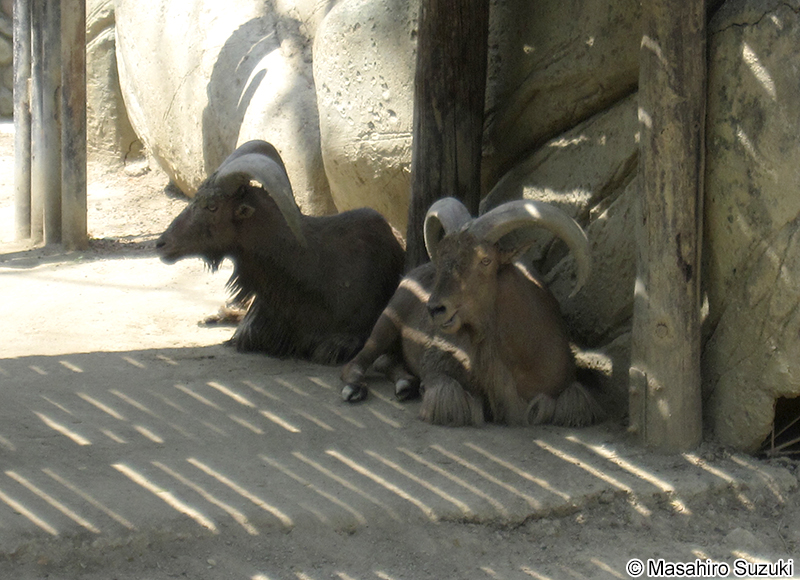 バーバリーシープ Ammotragus lervia