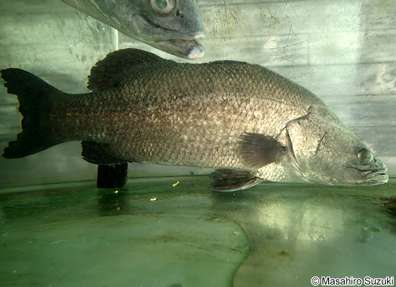 バラマンディ Lates calcarifer