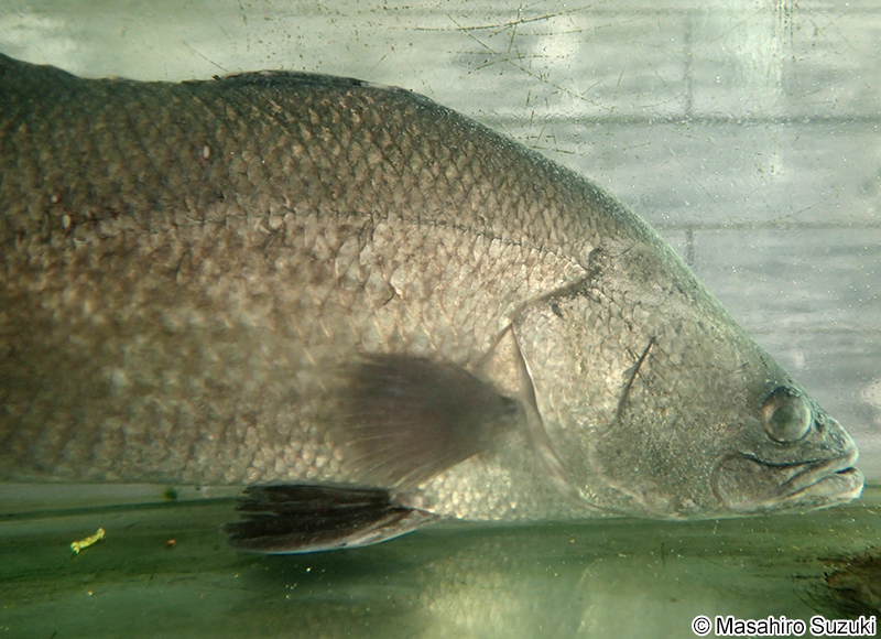 バラマンディ Lates calcarifer