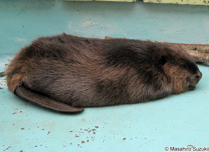 アメリカビーバー Castor canadensis