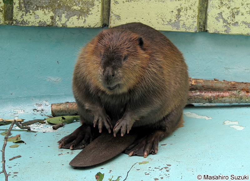 アメリカビーバー Castor canadensis