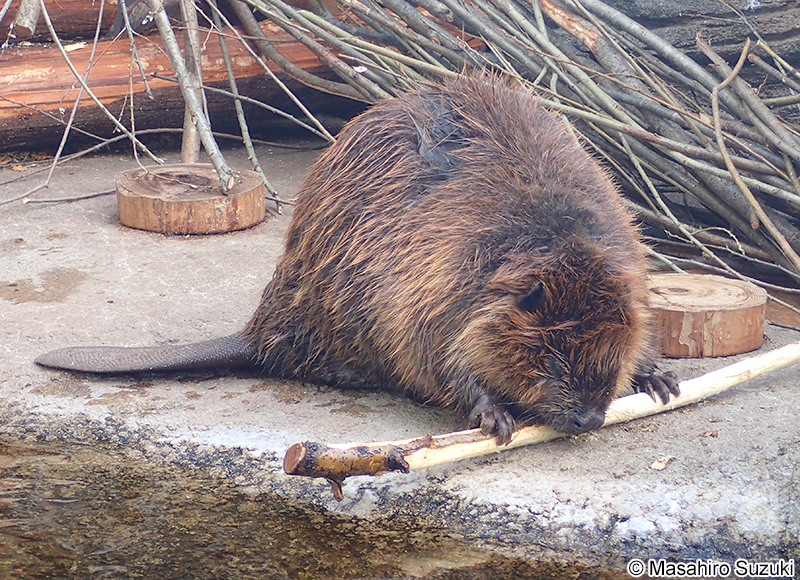 アメリカビーバー Castor canadensis