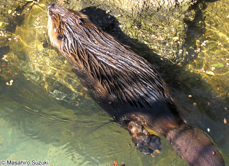 アメリカビーバー Castor canadensis