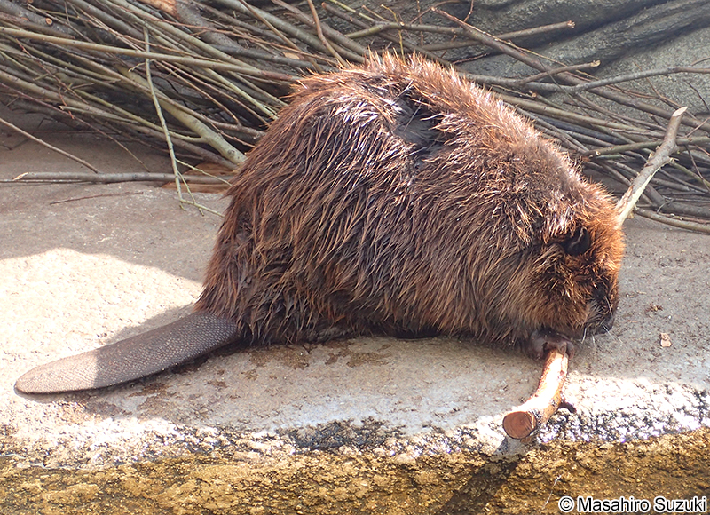 アメリカビーバー Castor canadensis
