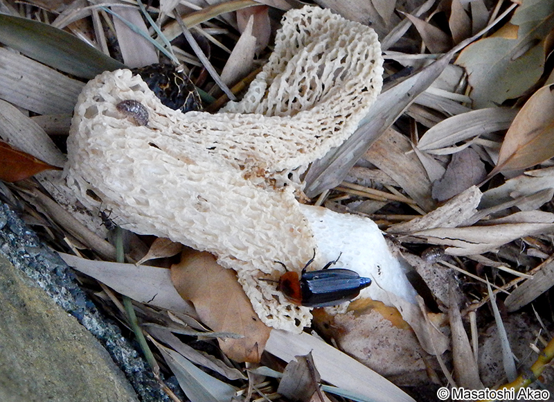 ベッコウヒラタシデムシ Calosipha brunnicollis