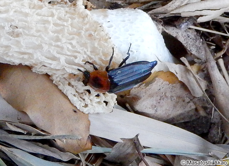 ベッコウヒラタシデムシ Calosipha brunnicollis