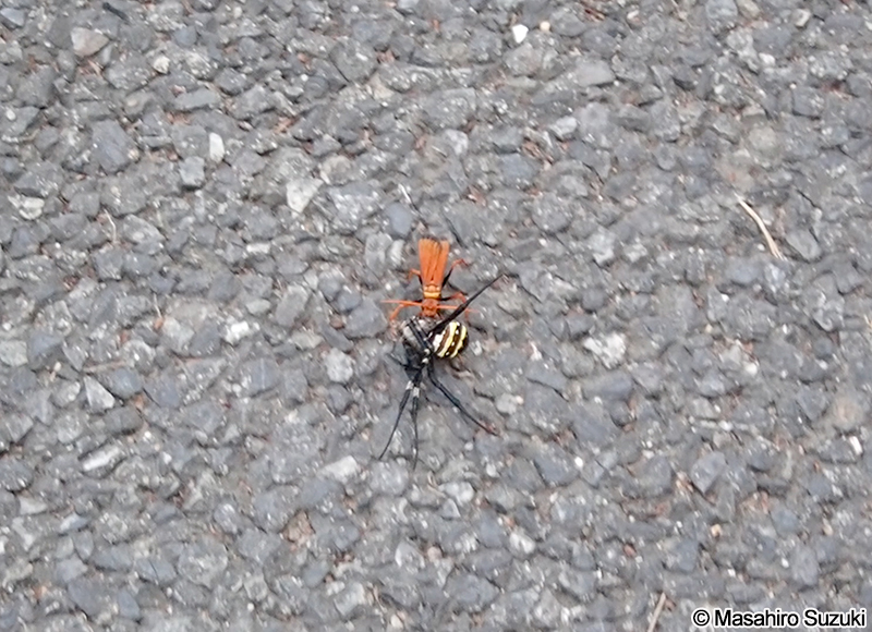 ベッコウクモバチ Cyphononyx fulvognathus