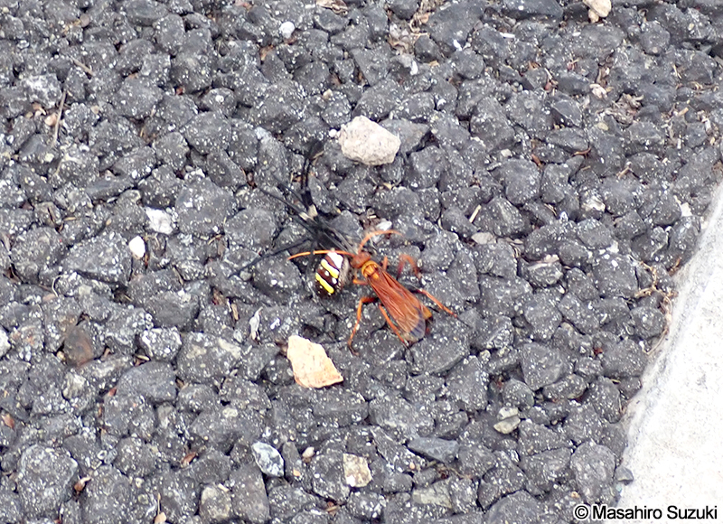 ベッコウクモバチ Cyphononyx fulvognathus