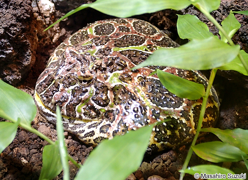 ベルツノガエル Ceratophrys ornata