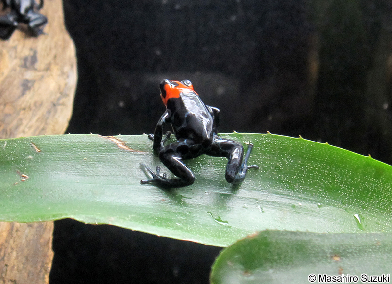 ベネディクタヤドクガエル Ranitomeya benedicta
