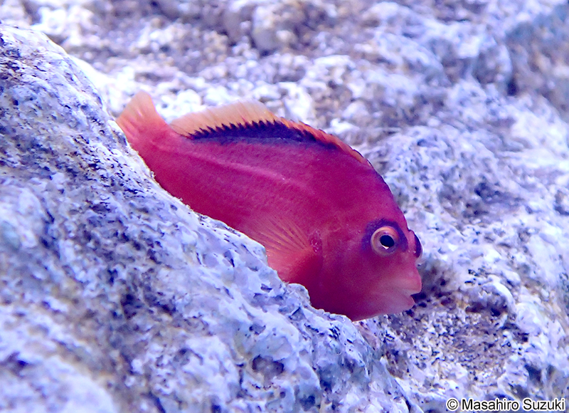 ベニゴンベ Neocirrhites armatus