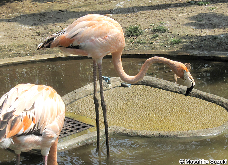 ベニイロフラミンゴ Phoenicopterus ruber