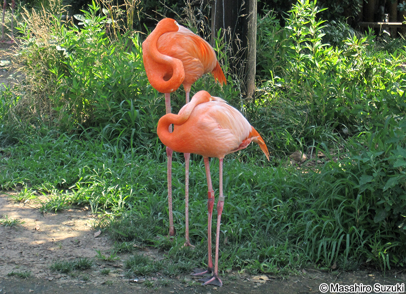 ベニイロフラミンゴ Phoenicopterus ruber