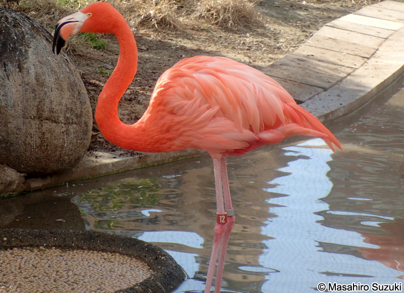ベニイロフラミンゴ Phoenicopterus ruber