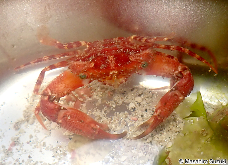 ベニイシガニ Charybdis (Charybdis) acuta