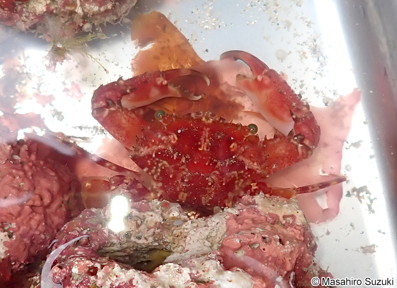 ベニイシガニ Charybdis (Charybdis) acuta