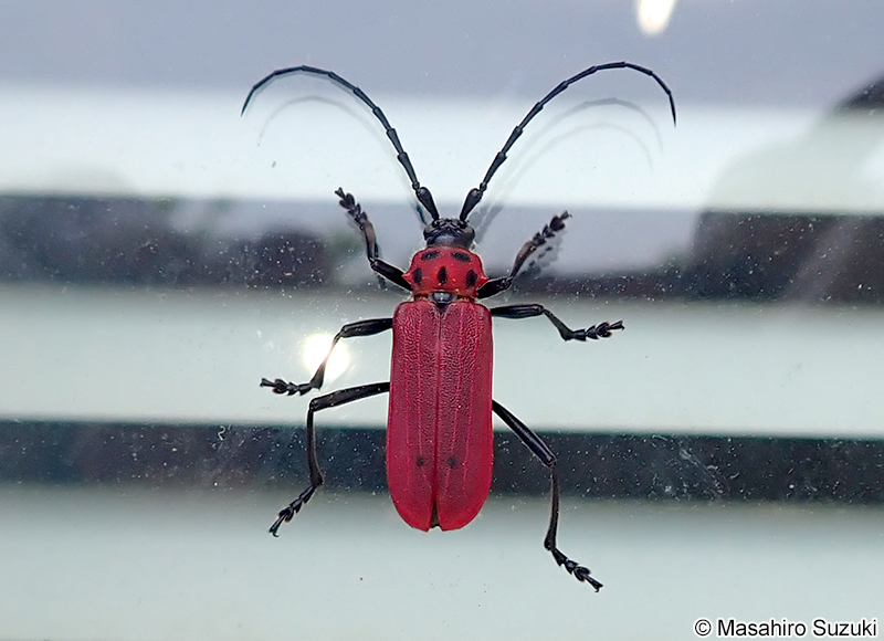 ベニカミキリ Puepuricenus (Stemoplistes) temminckii